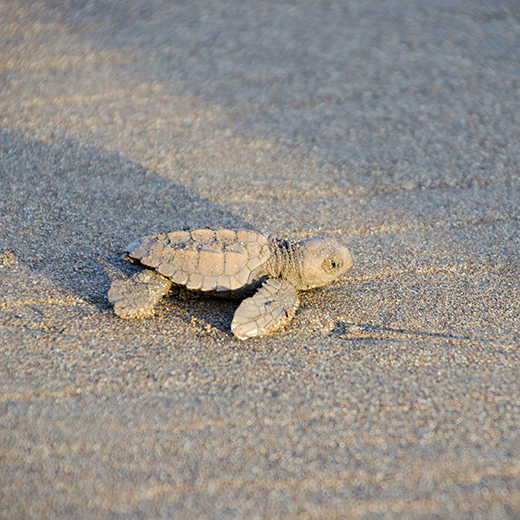 Baby-Schildkröte am Strand Playa-Banderas