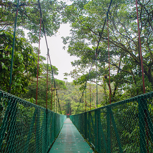 Der Nebelwald Monteverde