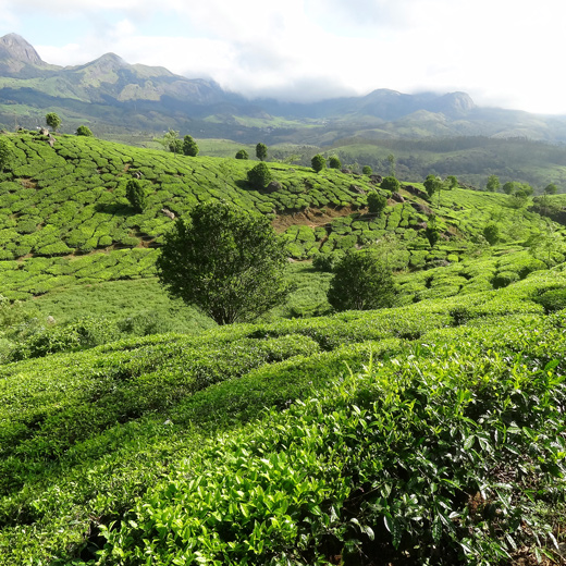 Munnar ou «vallées des thés»