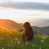 Berner_Sennenhund_1040x1040-640x640.jpg