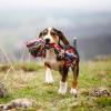 Hund_Spielzeug_1040x1040-640x640.jpg
