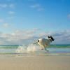 Hund_rennt_Strand_1040x1040-640x640.jpg