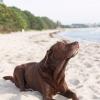 Hund_strand_1040x1040-640x640.jpg