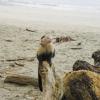 Affe am Strand vom Manuel Antonio Nationalpark