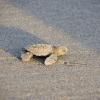 Baby-Schildkröte am Strand Playa-Banderas