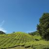 Blick auf die Cameron Highlands