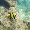 Kunterbunte Fischwelt beim Schnorcheln in der Hanauma Bay