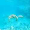 Honu-(SchilHonu (Schildkröte) beim Schnorcheln auf Mauidkr%C3%B6te)-beim-Schnorcheln-auf-Maui.jpg