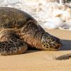 Schildkro%CC%88te_Laniakea%20Beach_iStock-1460727948.jpg
