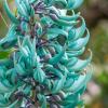 Blumenpracht entlang der Road to Hana