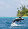 OceanCare